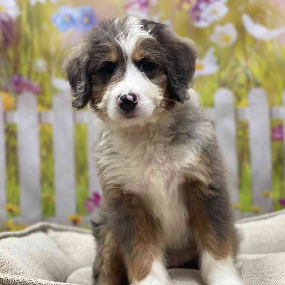 Mini Bernedoodle image
