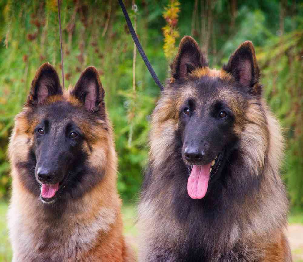 Belgian Tervuren image