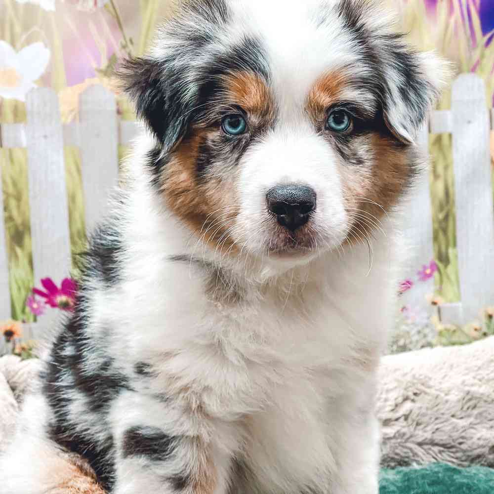 to Shake A Paw Finding Best Friends Forever