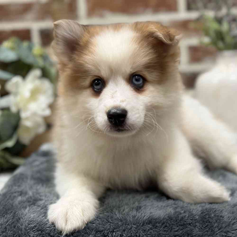 Pomsky 2nd Gen image