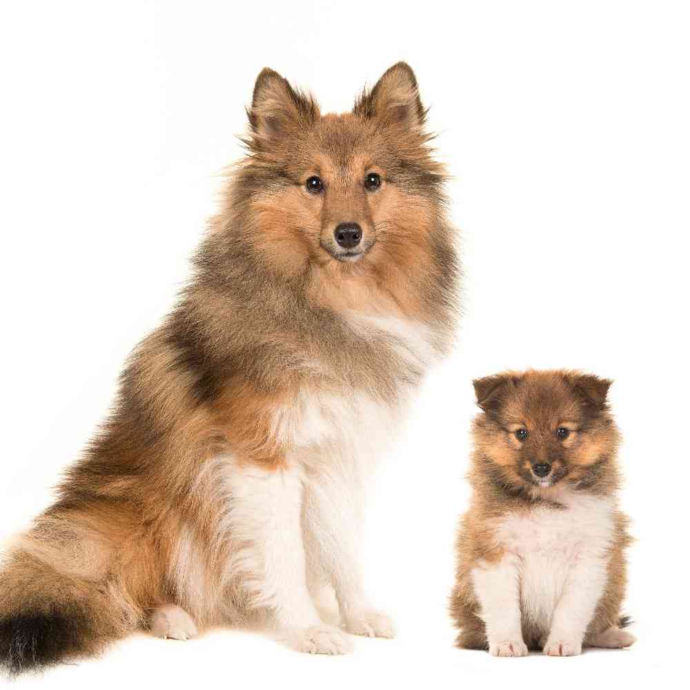 Sheltie Puppies for Sale