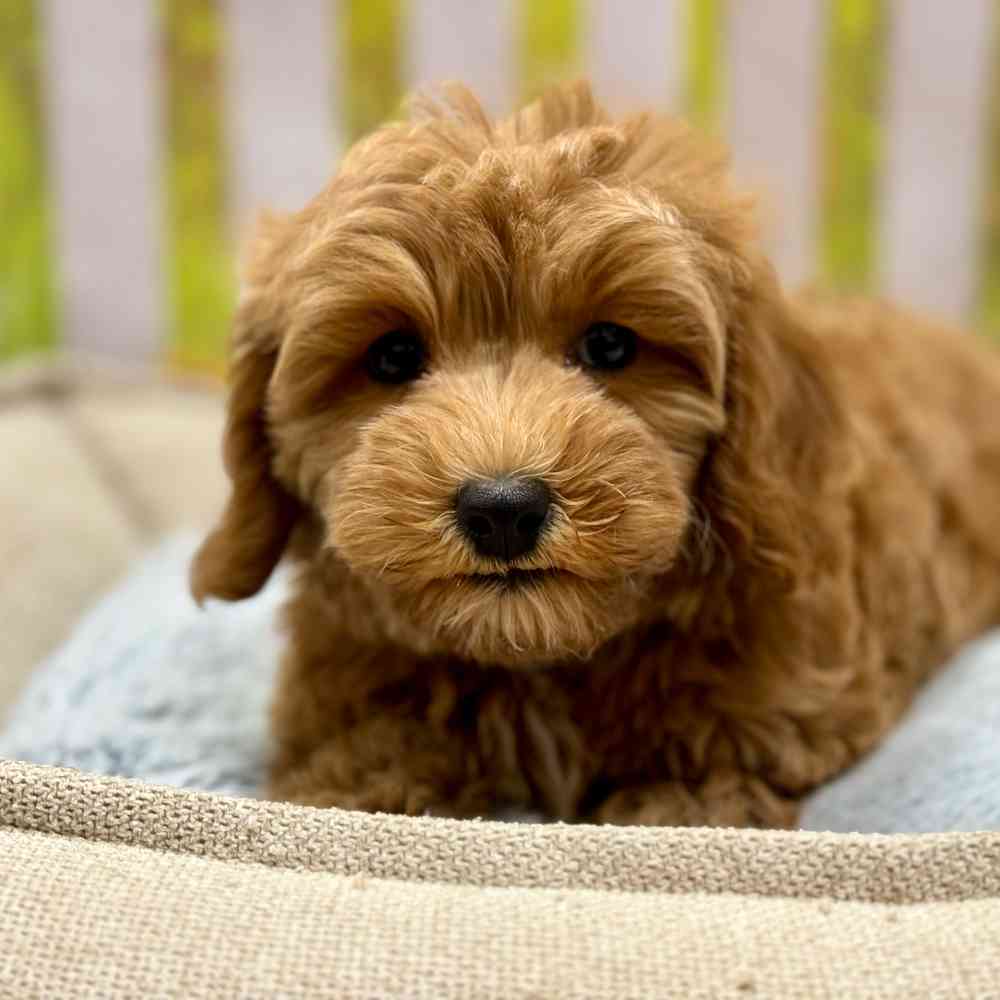 Cavapoo 2nd Gen image