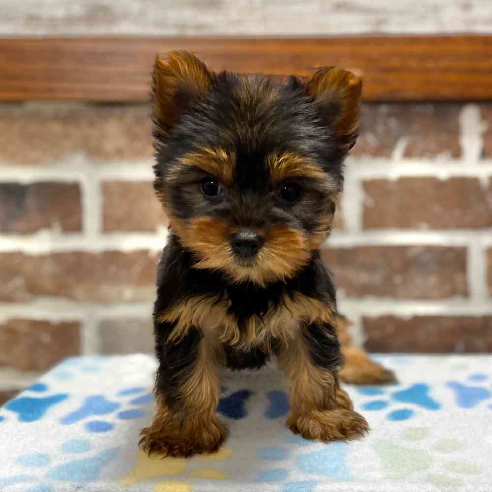 Why Do Yorkies Shake