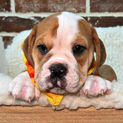 Shake a paw puppies for sale new arrivals