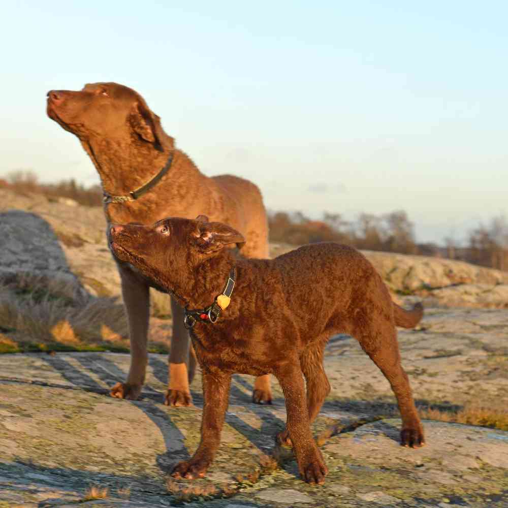 Chesapeake Bay Retriever image