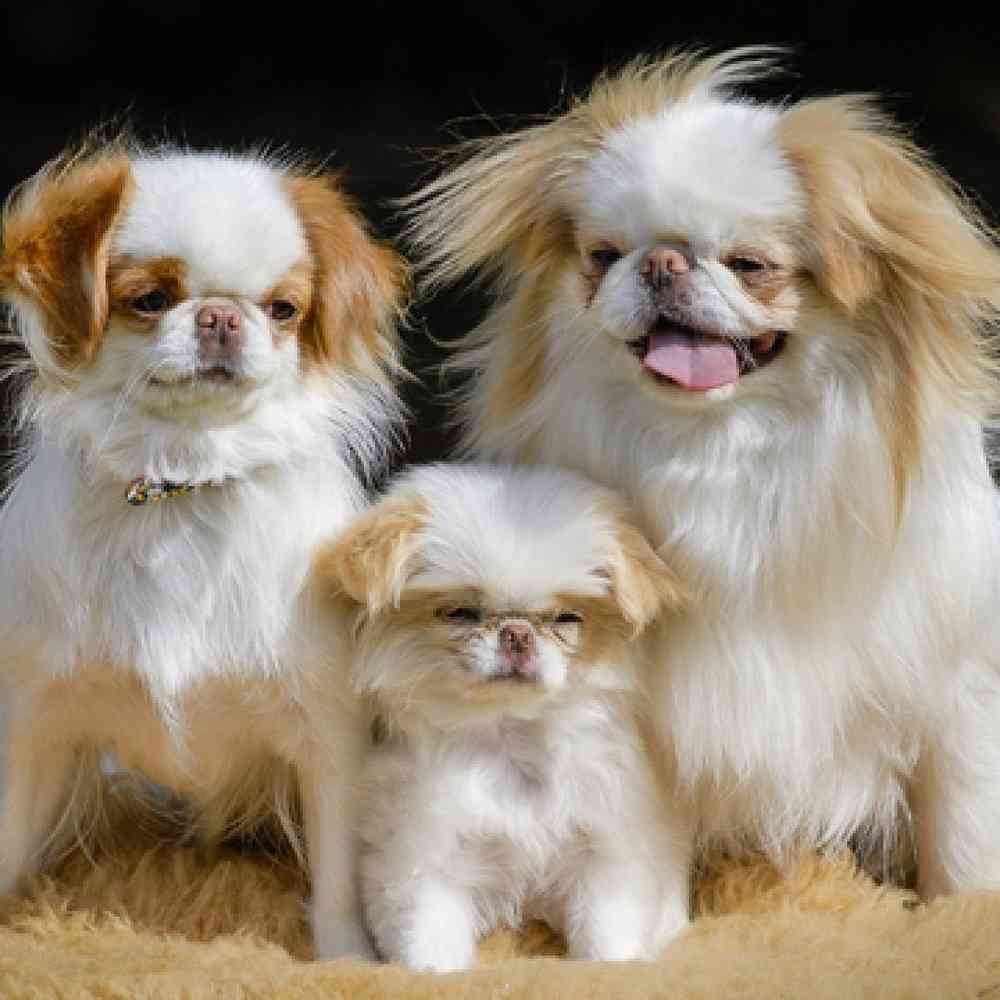 Japanese Chin Puppies for Sale