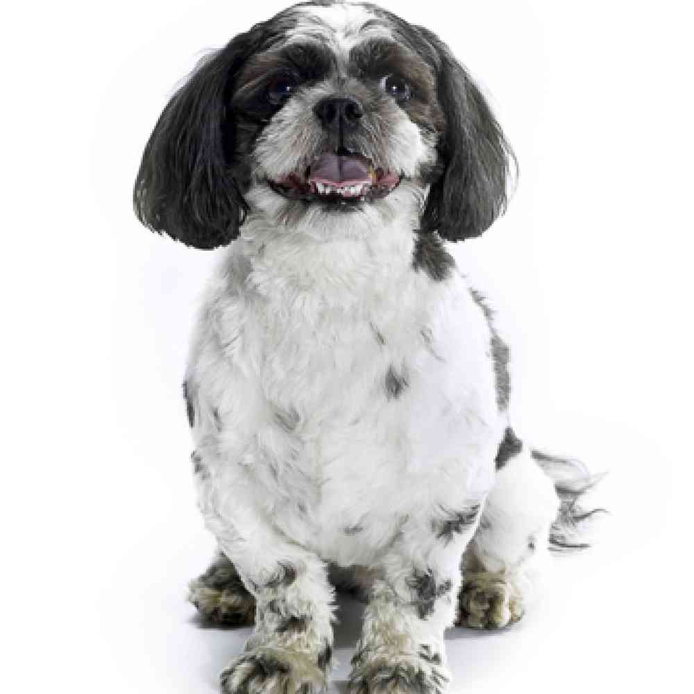 Shih Tzu / Poodle image