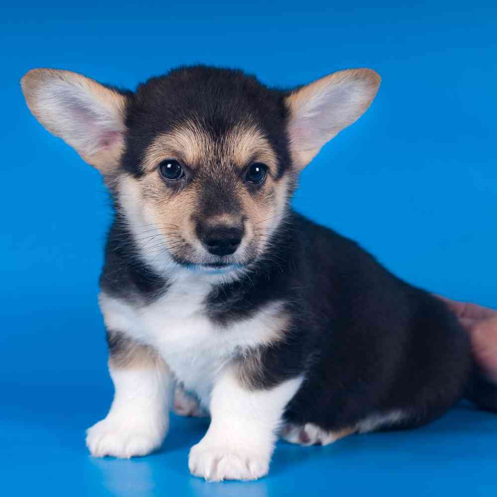 Miniature Corgi - Breed Profile & Information of Mini Corgis