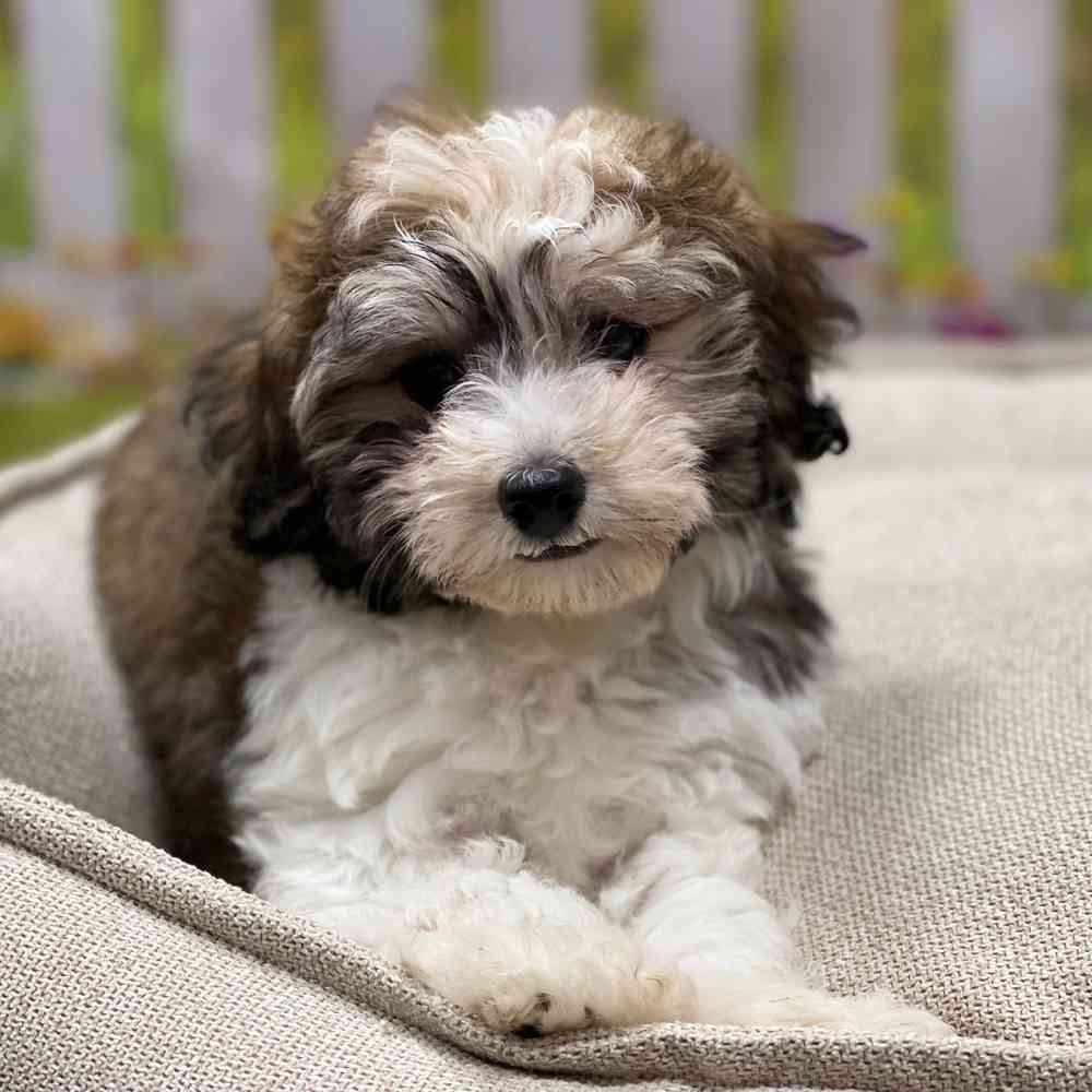 Havanese / Poodle image