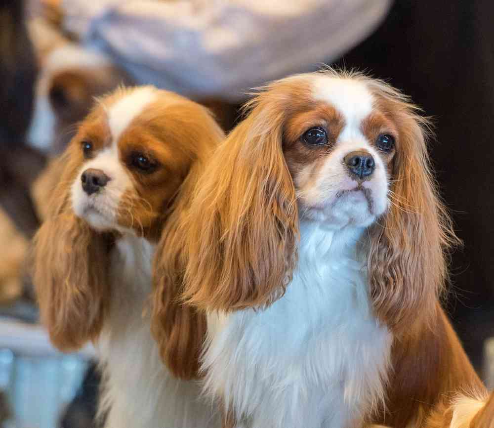 About Cavalier King Charles Spaniel Breed