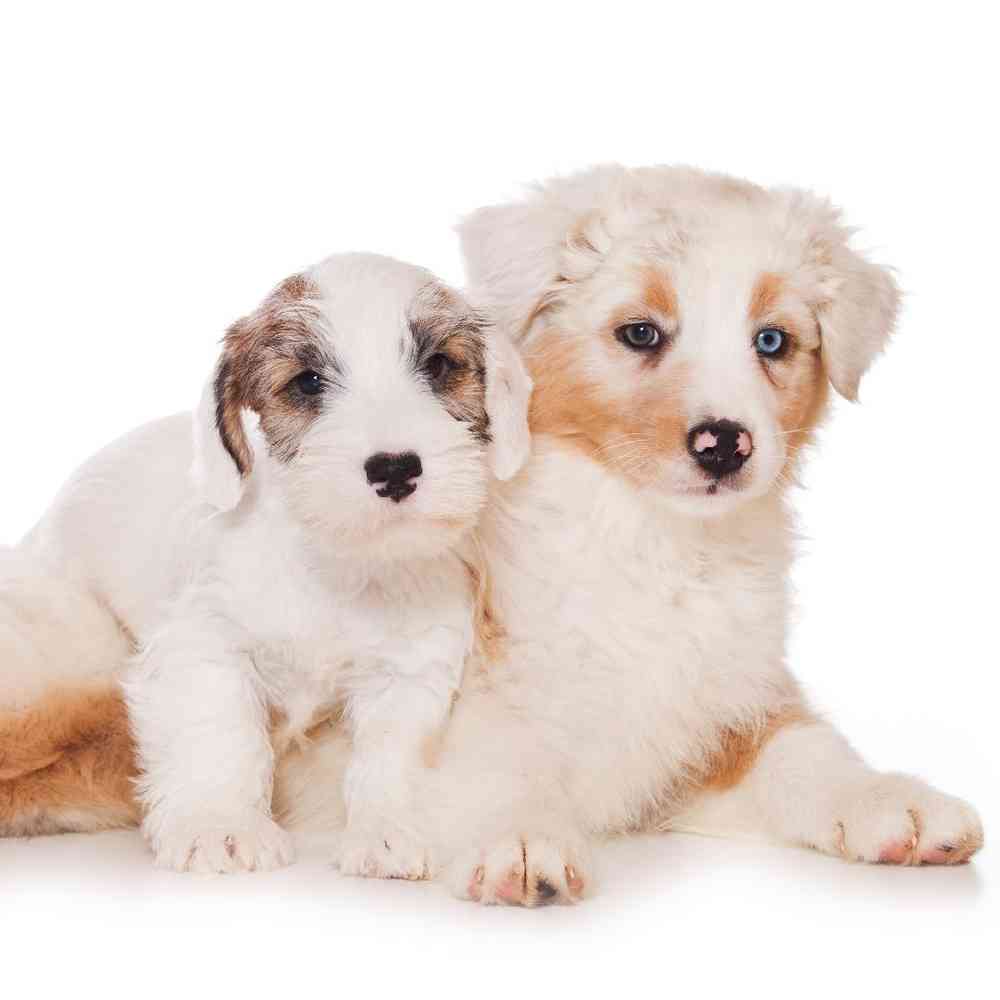 Sealyham Terrier image