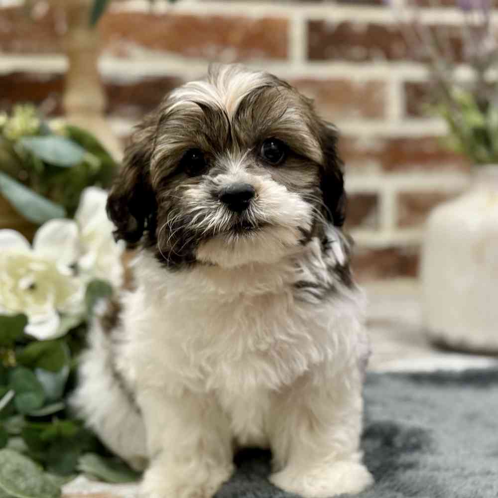 Havanese / Shih Tzu image