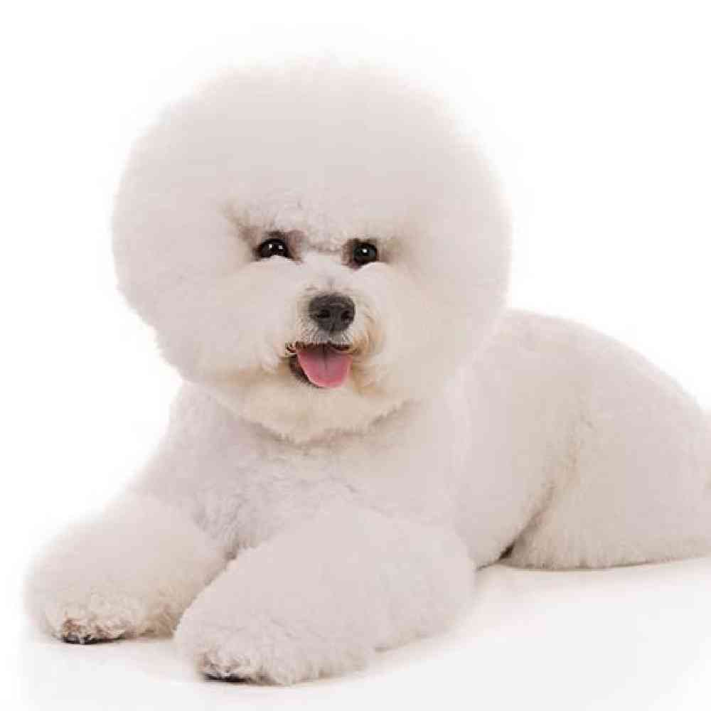 Bichon Frise image