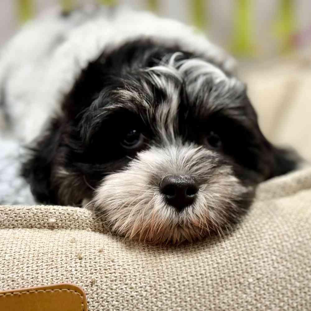 Havanese / Bichon image