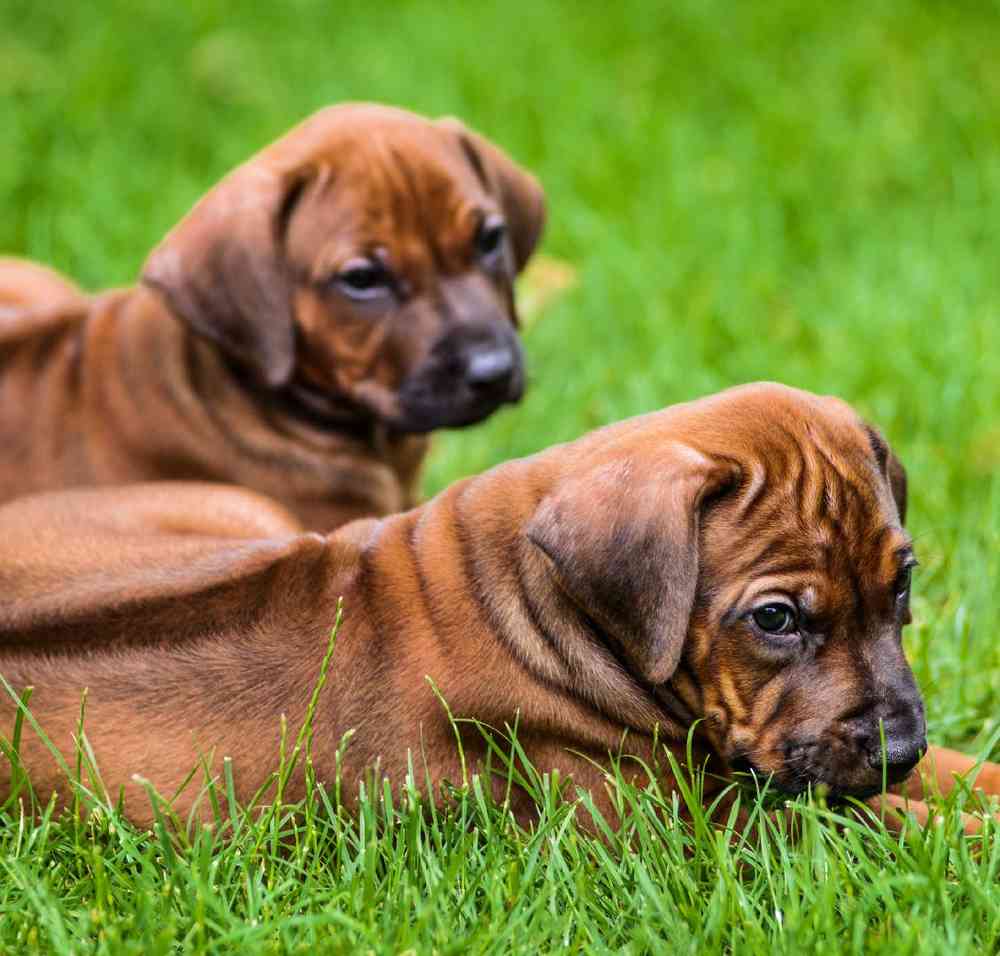 Rhodesian Ridgeback image