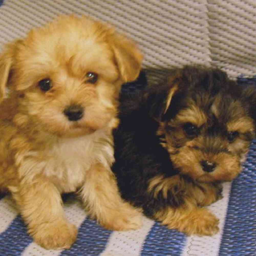 Yorkie / Poodle image