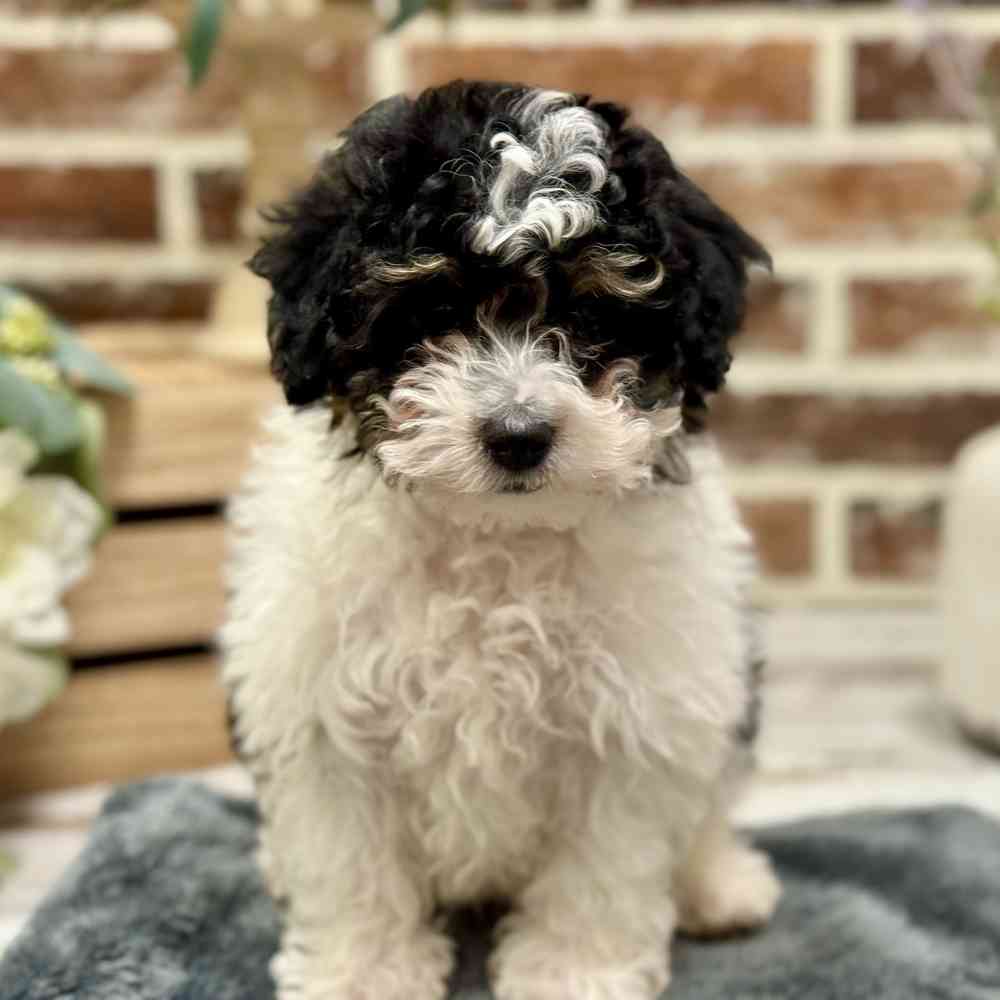 Mini Bernedoodle 2nd Gen image