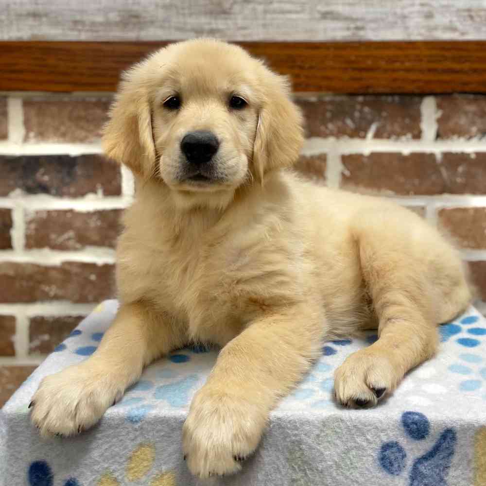 Golden retriever puppies wny cheap