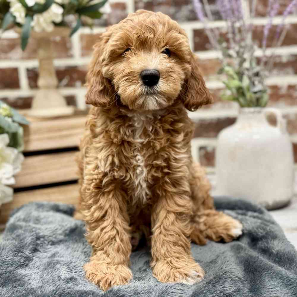 Mini Labradoodle 2nd Gen image