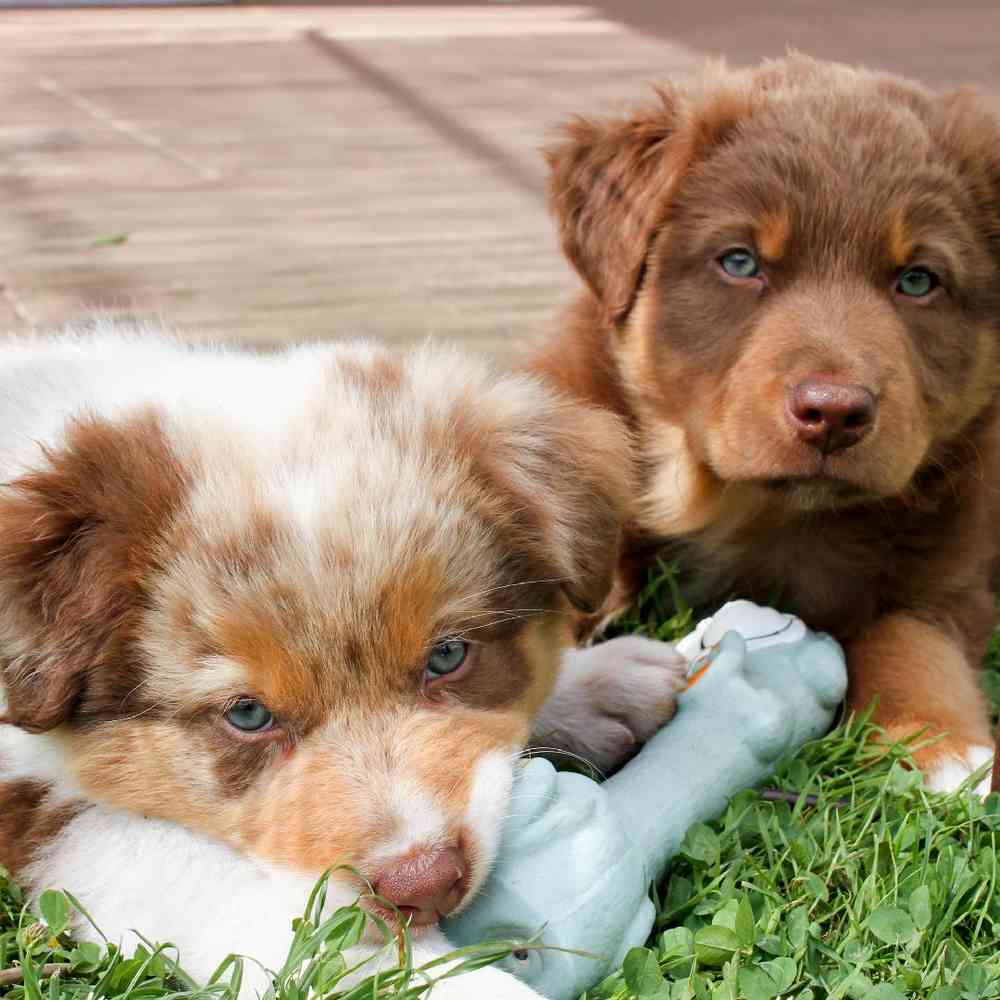 About Australian Shepherd Breed