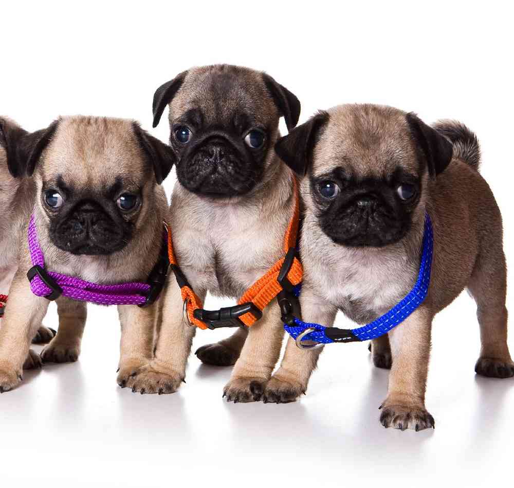 Pug Puppies for Sale