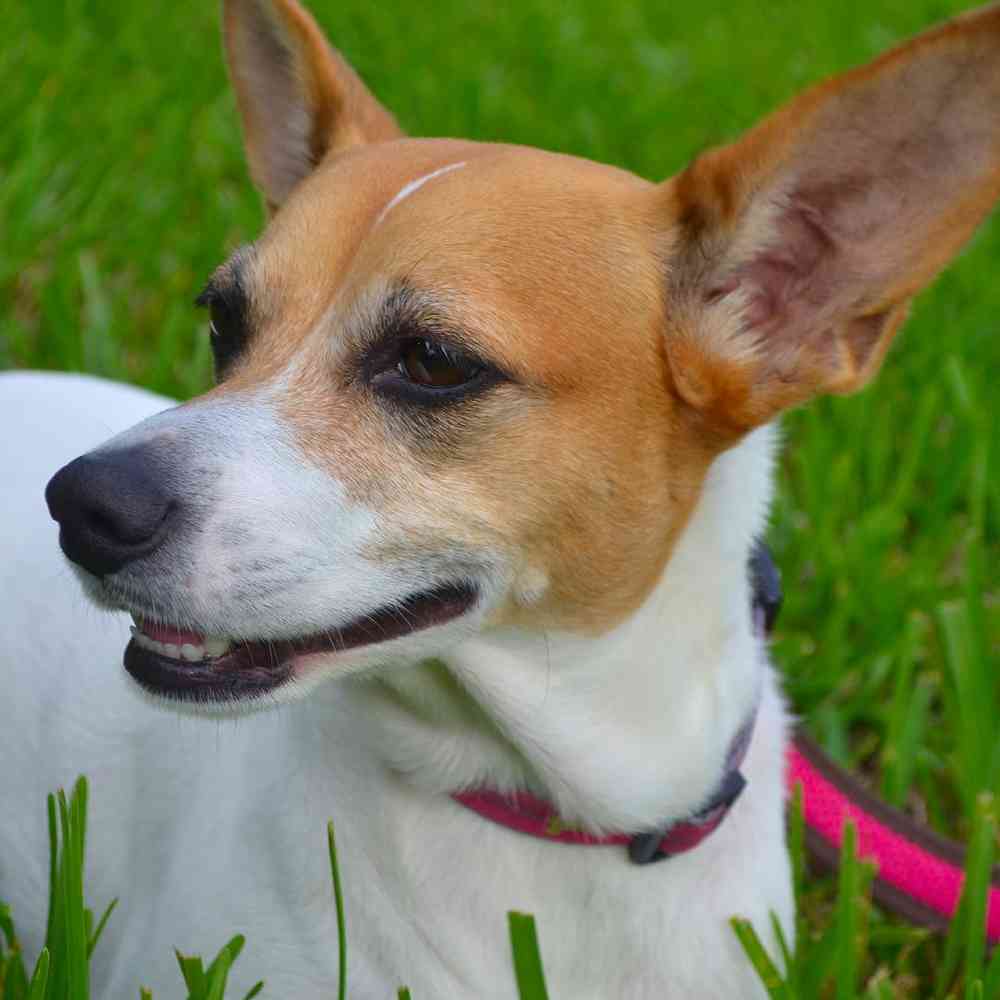Rat Terrier image