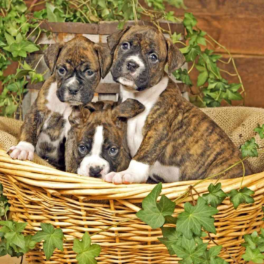 Boxer Puppies for Sale