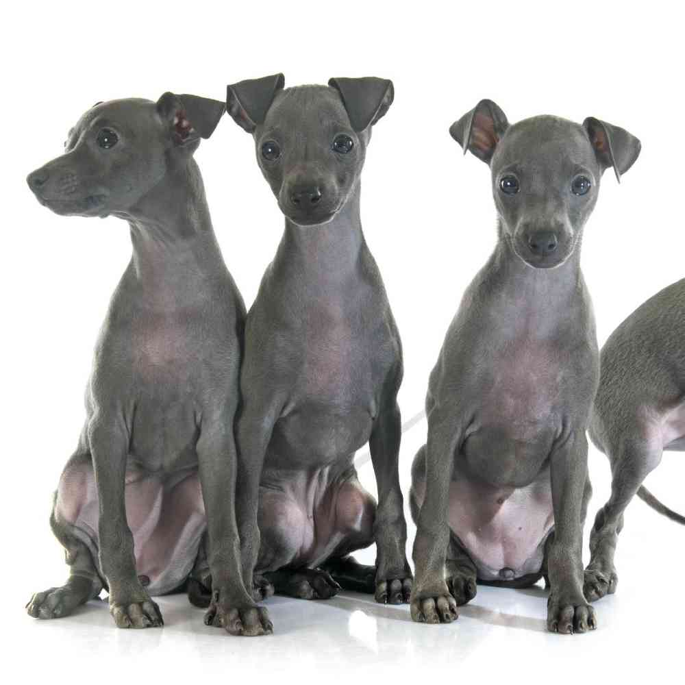 Italian Greyhound image