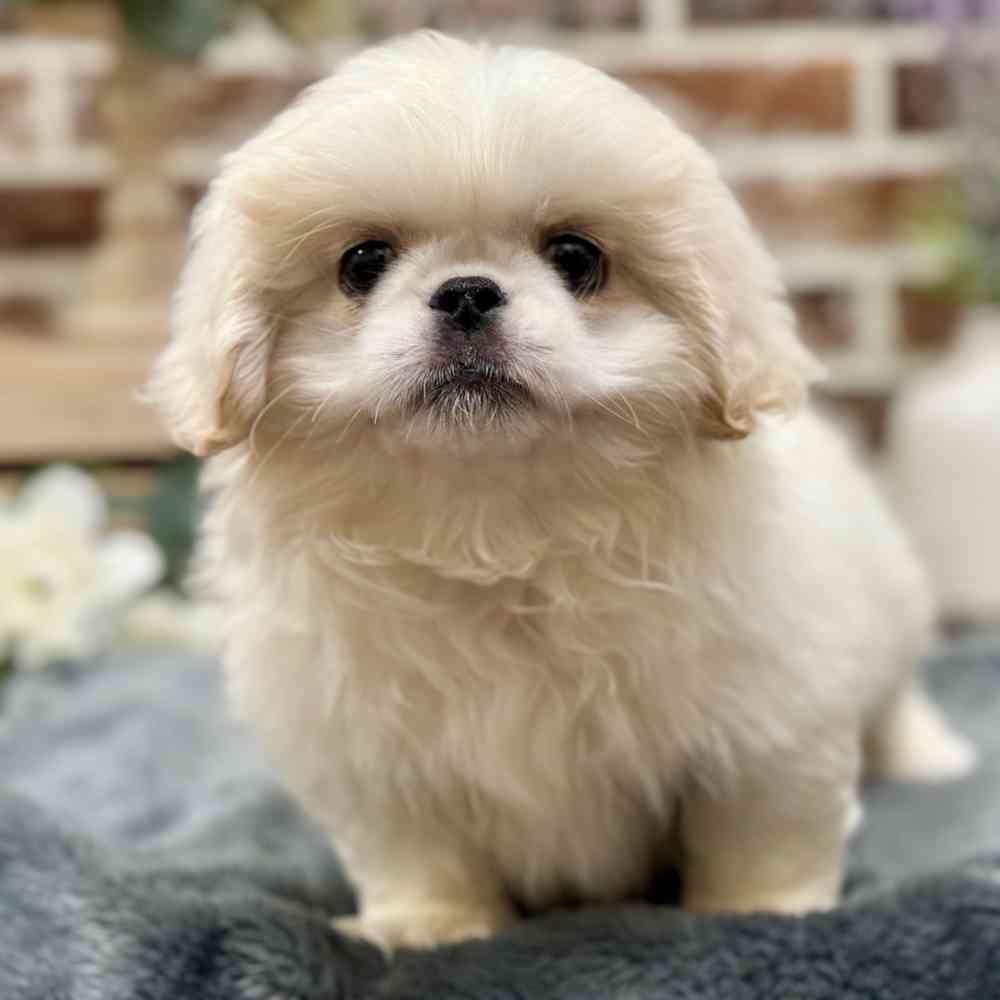 Pekingese For Sale Shake A Paw Union