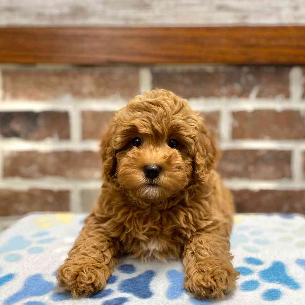 Mini Labradoodle 2nd Gen image