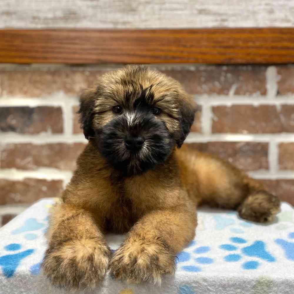 Irish soft coated wheaten terrier puppies for sale on sale