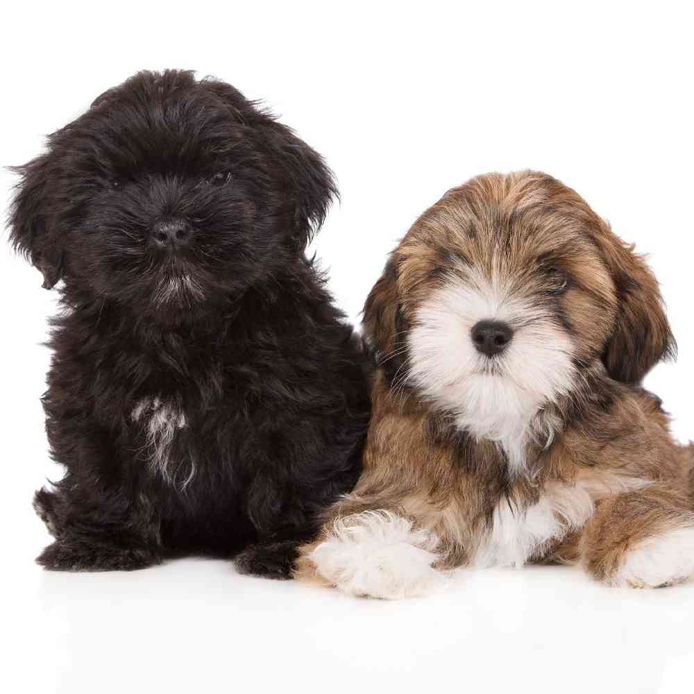 Lhasa Apso Puppies for Sale
