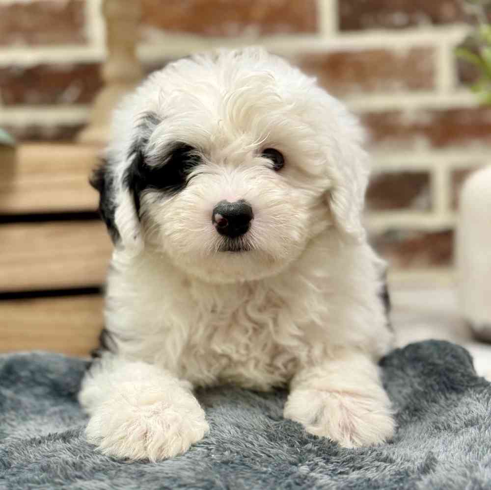 Mini Sheepadoodle image