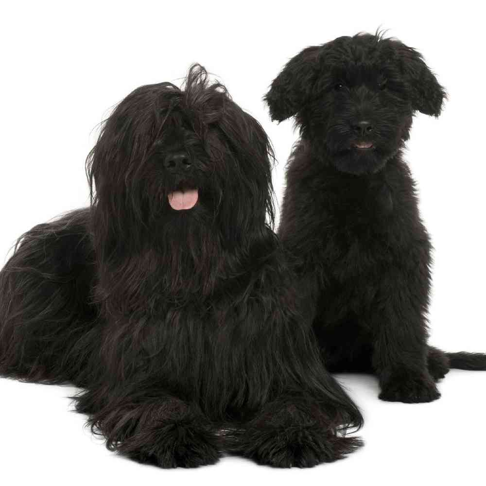Briard image
