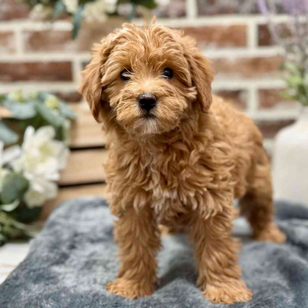 Mini Labradoodle 2nd Gen image