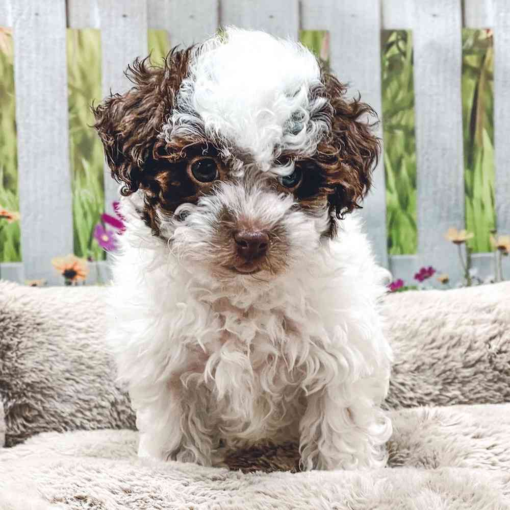 Havanese / Poodle image