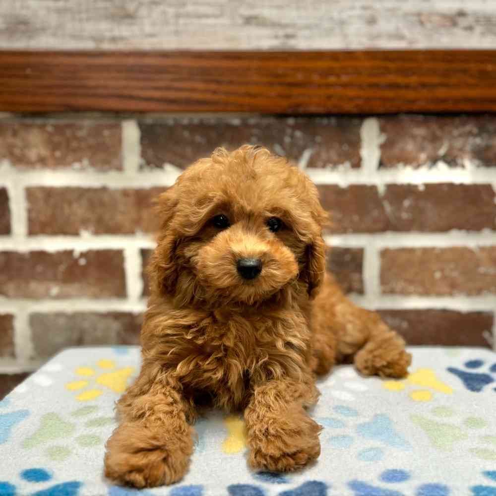 Toy Poodle For Shake A Paw Green