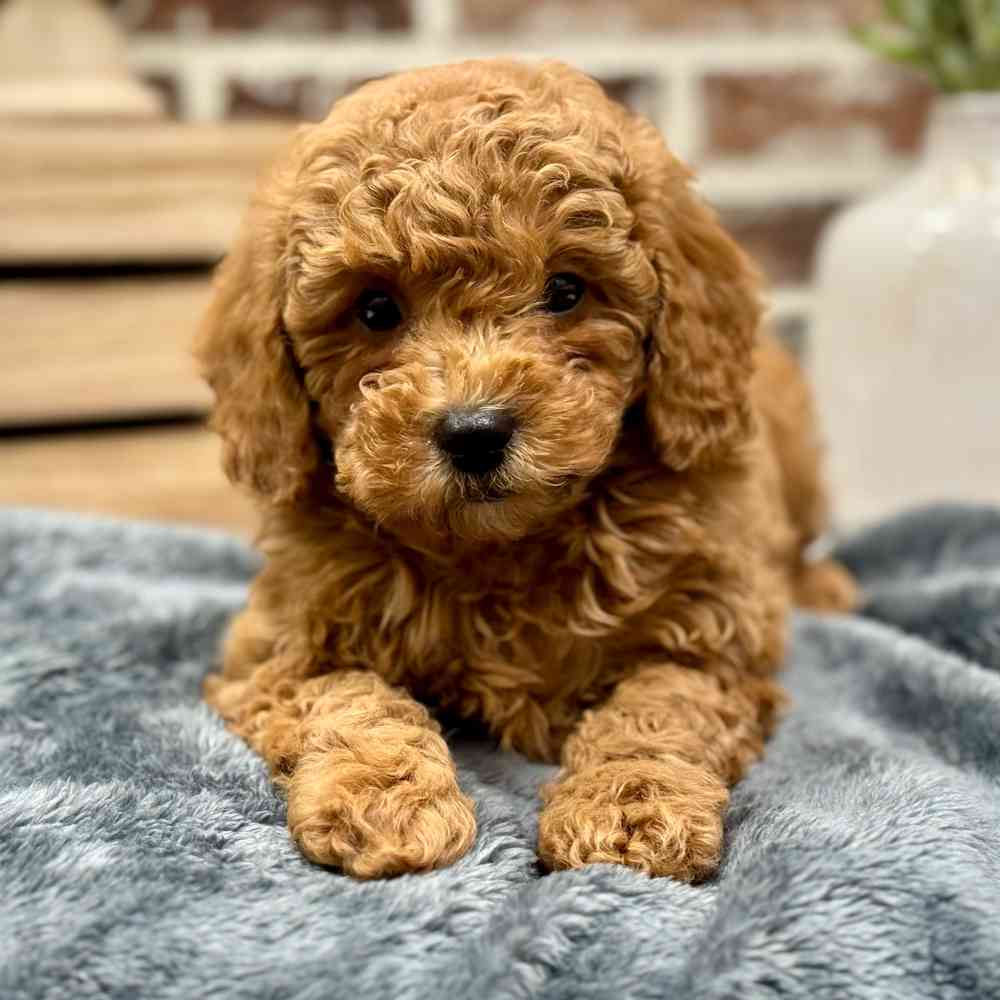 Mini Labradoodle 2nd Gen image