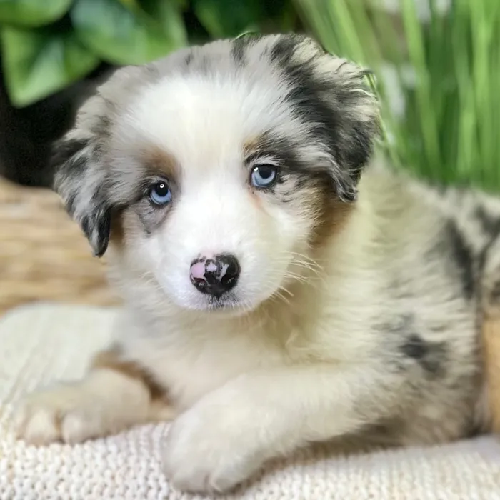 Mini Aussie / Mini American Shepherd image