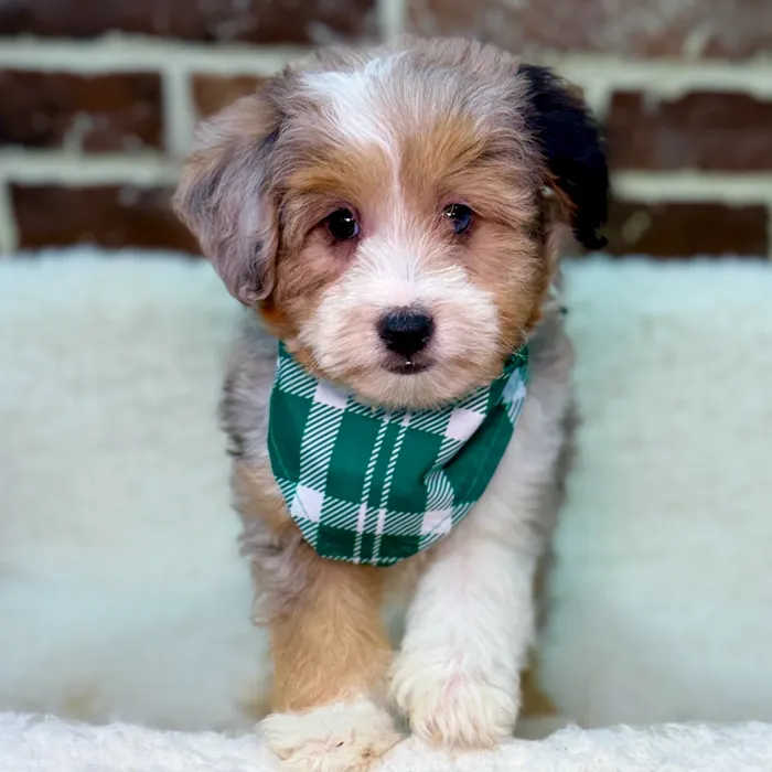 Toy Aussiedoodle 2nd Gen image