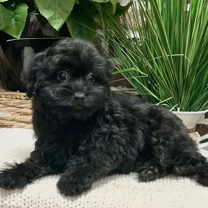 Toy Aussiedoodle 2nd Gen image