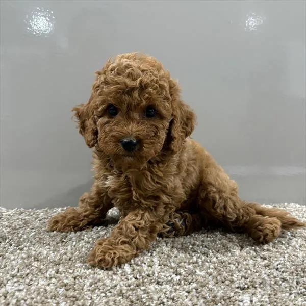 Cavapoo 2nd Gen image