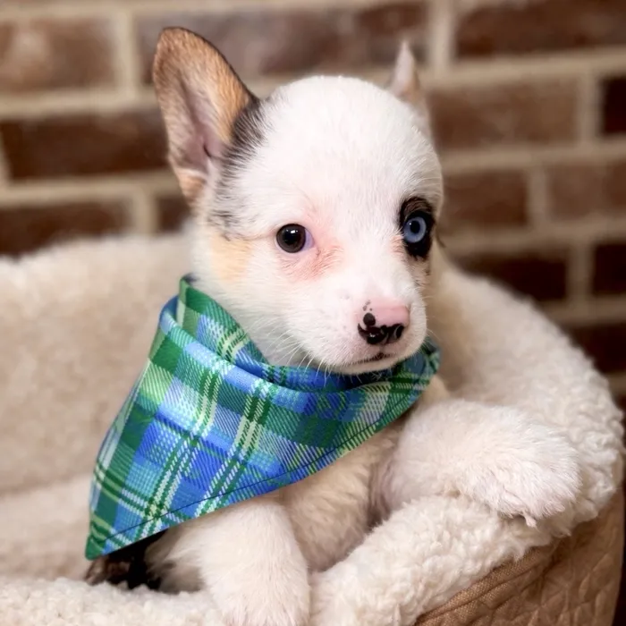 American Corgi image