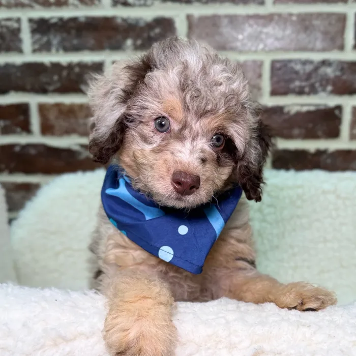 Mini Labradoodle 2nd Gen image