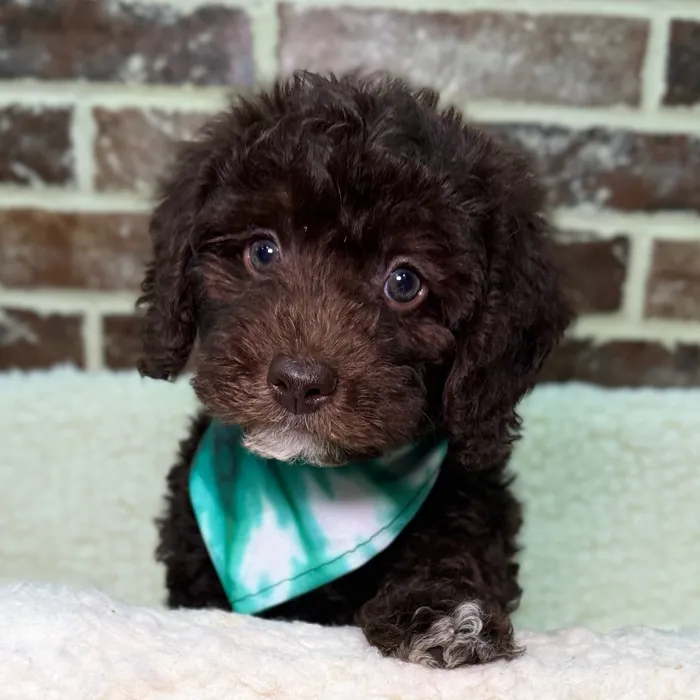 Mini Labradoodle 2nd Gen image