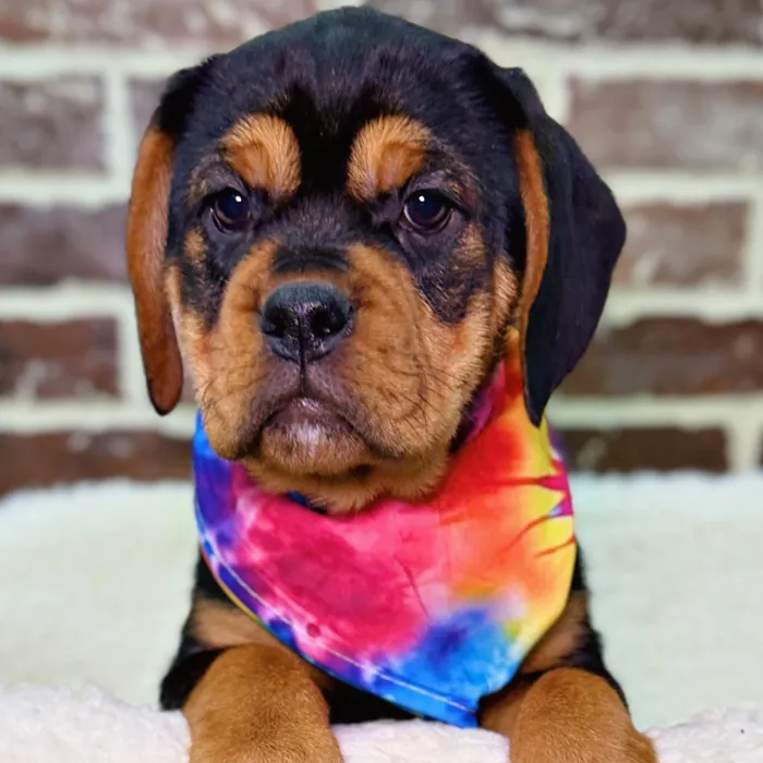 Bulldog / Beabull image