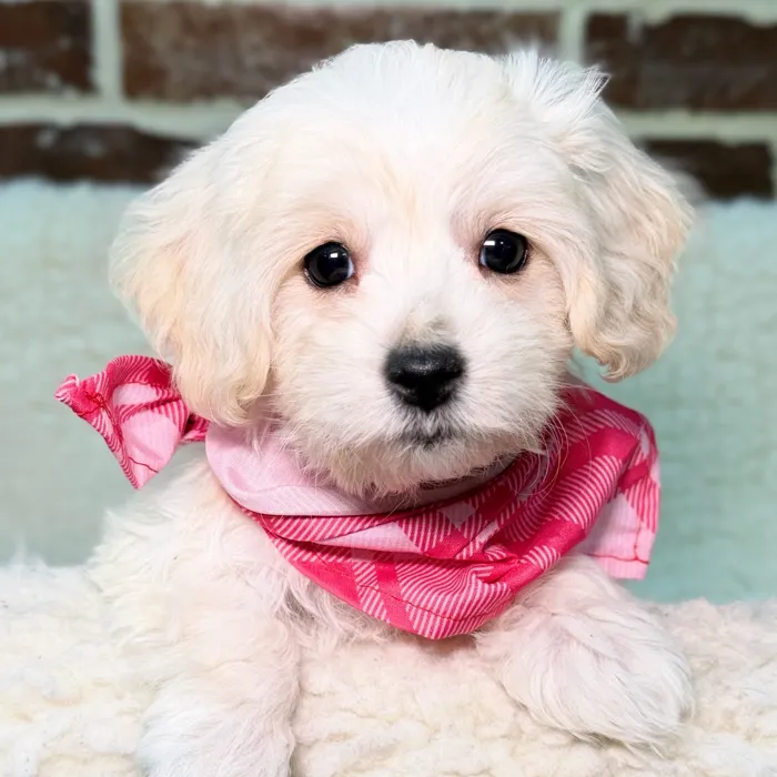 Dachshund / Maltese image