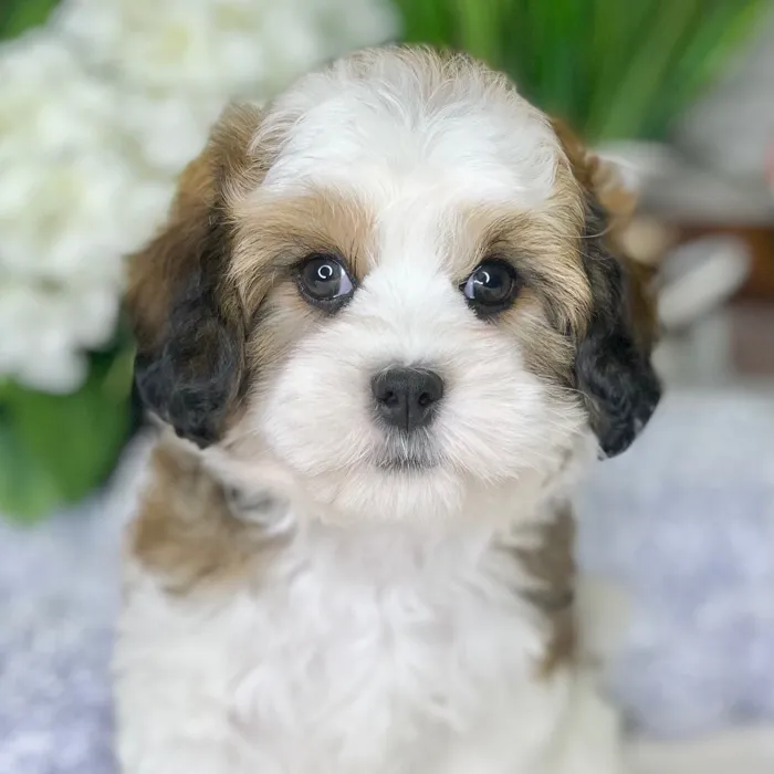 Lhasa / Poodle image