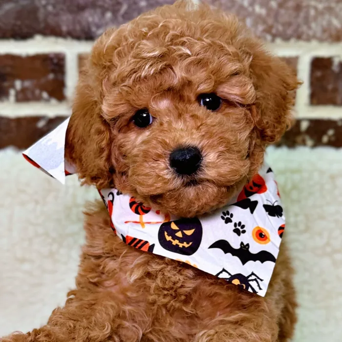 Mini Labradoodle 2nd Gen image