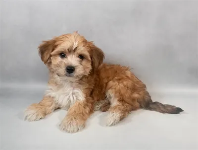 Yorkie / Bichon image